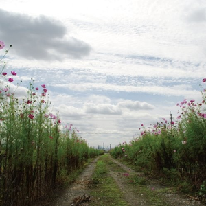 在线观看A片无码一区二区
